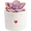 image:imageCosta Farms Mini Succulents Live Indoor Plant Easy Care Home DecorCute Dcor Succulent Pot