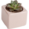 image:imageCosta Farms Mini Succulents Live Indoor Plant Easy Care Home DecorCute Succulent Plant Pot