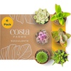 Succulent Plant Pots