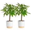 image:imageCosta Farms Money Tree Live Indoor Plant Braided Trunk Easy CareMoney Tree  Large 34 Feet Tall in Decorative Plant Pot  2Pack