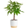 Money Tree  Large (3-4 Feet Tall) in Indoor Décor Planter