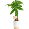 image:imageCosta Farms Money Tree Live Indoor Plant Braided Trunk Easy CareMoney Tree  Medium 16 Inches Tall in Decorative Planter