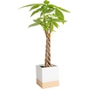 Money Tree  Mini (8-10 Inches Tall) in Cute Décor Plant Pot