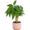 image:imageCosta Farms Money Tree Live Indoor Plant Braided Trunk Easy CareMoney Tree  Small 10 Inches Tall in Decorative Plant Pot