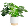 image:imageCosta Farms Monstera Live Indoor Plant Tropical Plant Home DecorMonstera Deliciosa  Large 23 Feet Tall  in Decorative Plant Pot