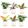 image:imageCosta Farms Monstera Live Indoor Plant Tropical Plant Home DecorPhilodendron  HandSelected Variety  Medium 1218 Inches Tall  in Decorative Plant Pot  6Pack