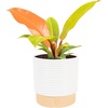 image:imageCosta Farms Monstera Live Indoor Plant Tropical Plant Home DecorPhilodendron  HandSelected Variety  Medium 1218 Inches Tall  in Decorative Plant Pot