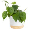 Philodendron  Hand-Selected Variety  Small (8-12 Inches Tall)  in Decorative Plant Pot