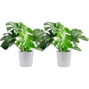 Philodendron  Large (2-3 Feet Tall)  in Decorative Plant Pot  2-Pack