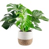 Philodendron  Large (2-3 Feet Tall)  in Decorative Plant Pot