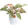 image:imageCosta Farms Monstera Live Indoor Plant Tropical Plant Home DecorPink Princess Philodendron  Medium 1218 Inches Tall  in Decorative Planter