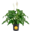Peace Lily  Extra Large (3-4 Feet Tall)  in Grow Pot