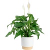 Peace Lily  Large (2-3 Feet Tall)  in Decorative Plant Pot