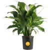 Peace Lily  Large (2-3 Feet Tall)  in Grow Pot