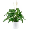 Peace Lily  Large (2-3 Feet Tall)  in Modern Décor Planter