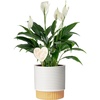 image:imageCosta Farms Peace Lily Live Indoor Plant Air Purifying White FlowersPeace Lily  Medium 1424 Inches Tall  in Dcor Planter w Heart Decoration