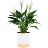 image:imageCosta Farms Peace Lily Live Indoor Plant Air Purifying White FlowersPeace Lily  Medium 1424 Inches Tall  in Decorative Plant Pot