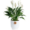 image:imageCosta Farms Peace Lily Live Indoor Plant Air Purifying White FlowersPeace Lily  Medium 1424 Inches Tall  in Decorative Planter