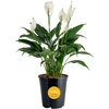 Peace Lily  Medium (14-24 Inches Tall)  in Grow Pot