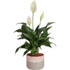 Peace Lily  Medium (14-24 Inches Tall)  in Modern Decorative Pot