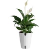 Peace Lily  Medium (14-24 Inches Tall)  in Self Watering Plant Pot