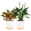 Peace Lily/Chinese Evergreen  Medium (14-24 Inches Tall)  in Decorative Plant Pot