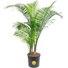 image:imageCosta Farms Ponytail Palm Live Indoor Plant Tropical Decor Air PurifyingPalm  Extra Large 56 Feet Tall  in Grow Pot