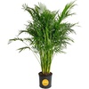 Palm  Extra Large (5-6 Feet Tall)  in Grower Pot