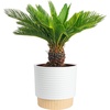 Palm  Large (2-3 Feet Tall)  in Decorative Plant Pot