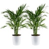 Palm  Large (3-4 Feet Tall)  in Décorative Plant Pot  2-Pack
