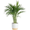 Palm  Large (3-4 Feet Tall)  in Decorative Plant Pot