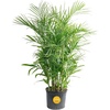 Palm  Large (3-4 Feet Tall)  in Decorative Planter
