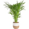 Palm  Large (3-4 Feet Tall)  in Decorative Planter Pot