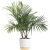 Palm  Large (3-4 Feet Tall)  in Decorative Pot