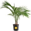 Palm  Large (3-4 Feet Tall)  in Easy Grow Plant Pot