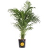 Palm  Large (3-4 Feet Tall)  in Grow Pot