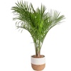 Palm  Large (3-4 Feet Tall)  in Indoor Plant Pot
