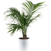 Palm  Large (3-4 Feet Tall)  in Minimalist Décor Plant Pot