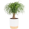 Palm  Medium (1-2 Feet Tall)  in Decorative Plant Pot