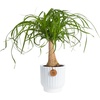 Palm  Medium (1-2 Feet Tall)  in Decorative Planter Pot
