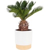 Palm  Medium (14-16 Inches Tall)  in Decoarative Plant Pot