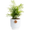 Palm  Medium (14-16 Inches Tall)  in Decorative Plant Pot