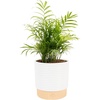 Palm  Medium (14-16 Inches Tall)  in Decorative Planter