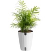 image:imageCosta Farms Ponytail Palm Live Indoor Plant Tropical Decor Air PurifyingPalm  Medium 1416 Inches Tall  in Grow Pot