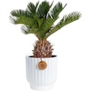 image:imageCosta Farms Ponytail Palm Live Indoor Plant Tropical Decor Air PurifyingPalm  Medium 1416 Inches Tall  in Modern Dcor Planter