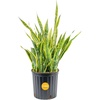 Snake Grow  Extra Large (3-4 Feet Tall)  in Grow Pot
