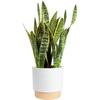 Snake Plant  Large (2-3 Feet Tall)  in Decorative Plant Pot