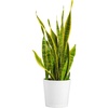 Snake Plant  Large (2-3 Feet Tall)  in Decorative Planter Pot