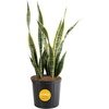 image:imageCosta Farms Snake Plant Live Indoor Plant Air Purifying Low Light EasySnake Plant  Large 23 Feet Tall  in Grow Pot