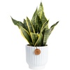 image:imageCosta Farms Snake Plant Live Indoor Plant Air Purifying Low Light EasySnake Plant  Medium 1220 Inches Tall  in Decorative Plant Pot